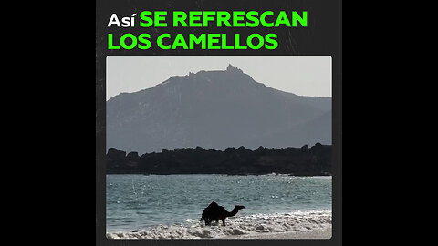 Un camello fue visto refrescándose en el mar Arábigo