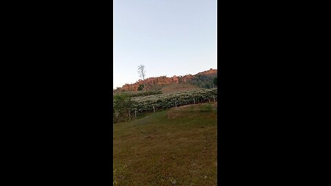 café Brasileiro
