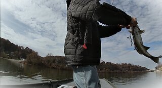 EP 240 "Throwin' Wires " feat: Shane's Baits Mini Umbrella Rig