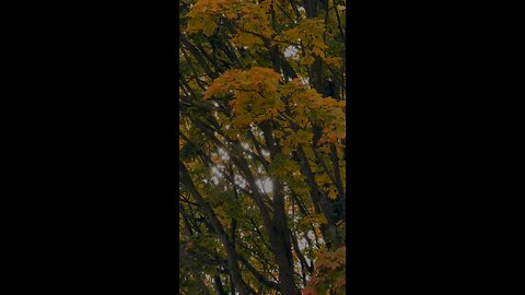 🔥 Surah Fussilat 41:40 سورة فصلت ⚡🌙🔥 #Quran #shorts #viral #love #youtubeshorts #trending #short