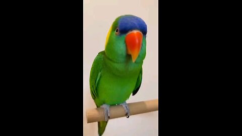 The #parrot Yells Happy New Year at the Entire Internet