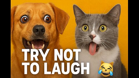 Funniest Animals Ever 😅 New Funny Dogs and Cats Compilatio