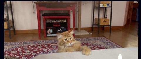 Funny Cat Playing with a String – You Can’t Stop Laughing! 😂🐱