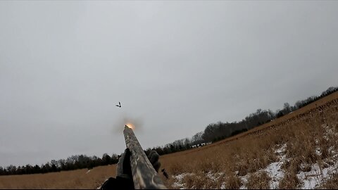 Pheasant Hunt 2025 highlights.