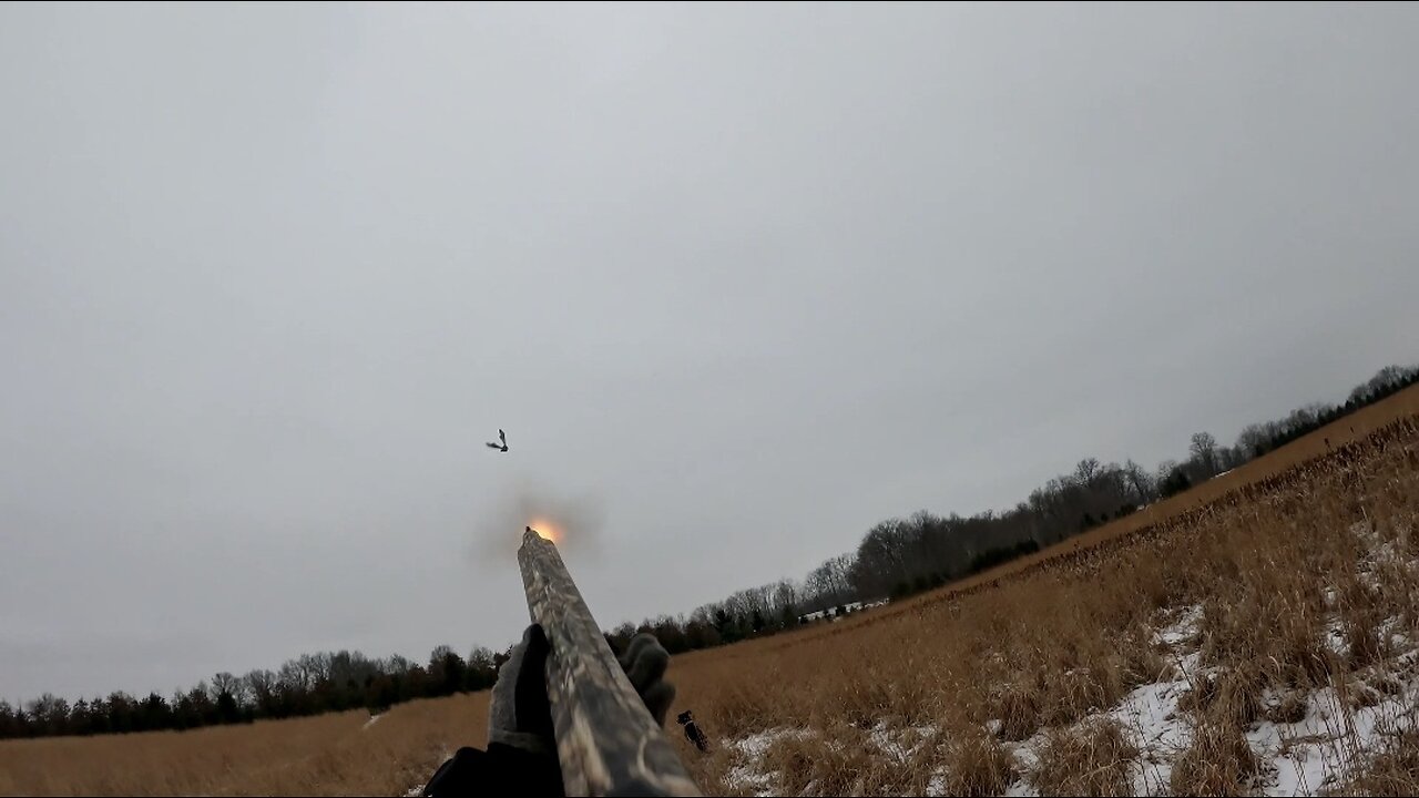 Pheasant Hunt 2025 highlights.