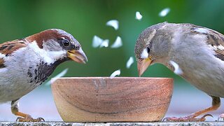 The Sparrows are Spilling the Rice All Over the Place