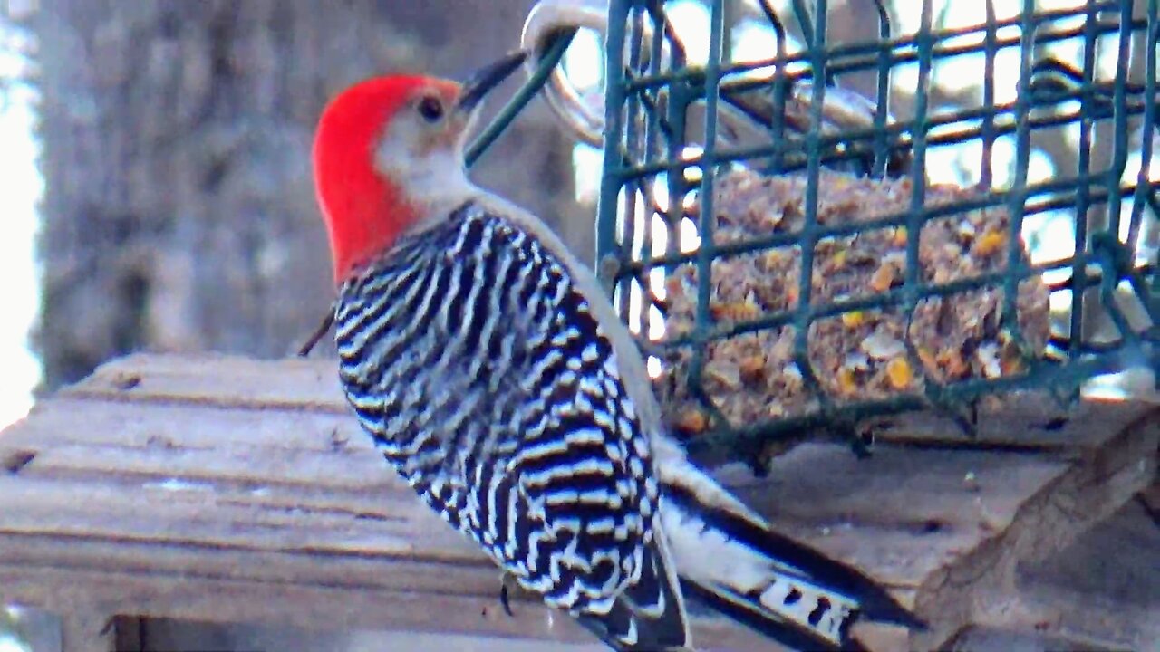 Red-bellied woodpecker