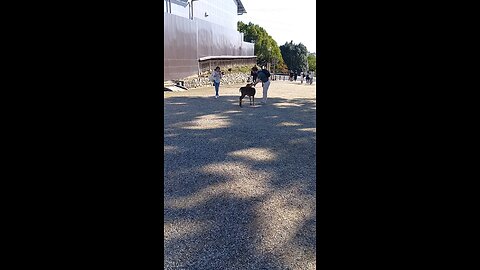 奈良県にいる鹿さんの映像