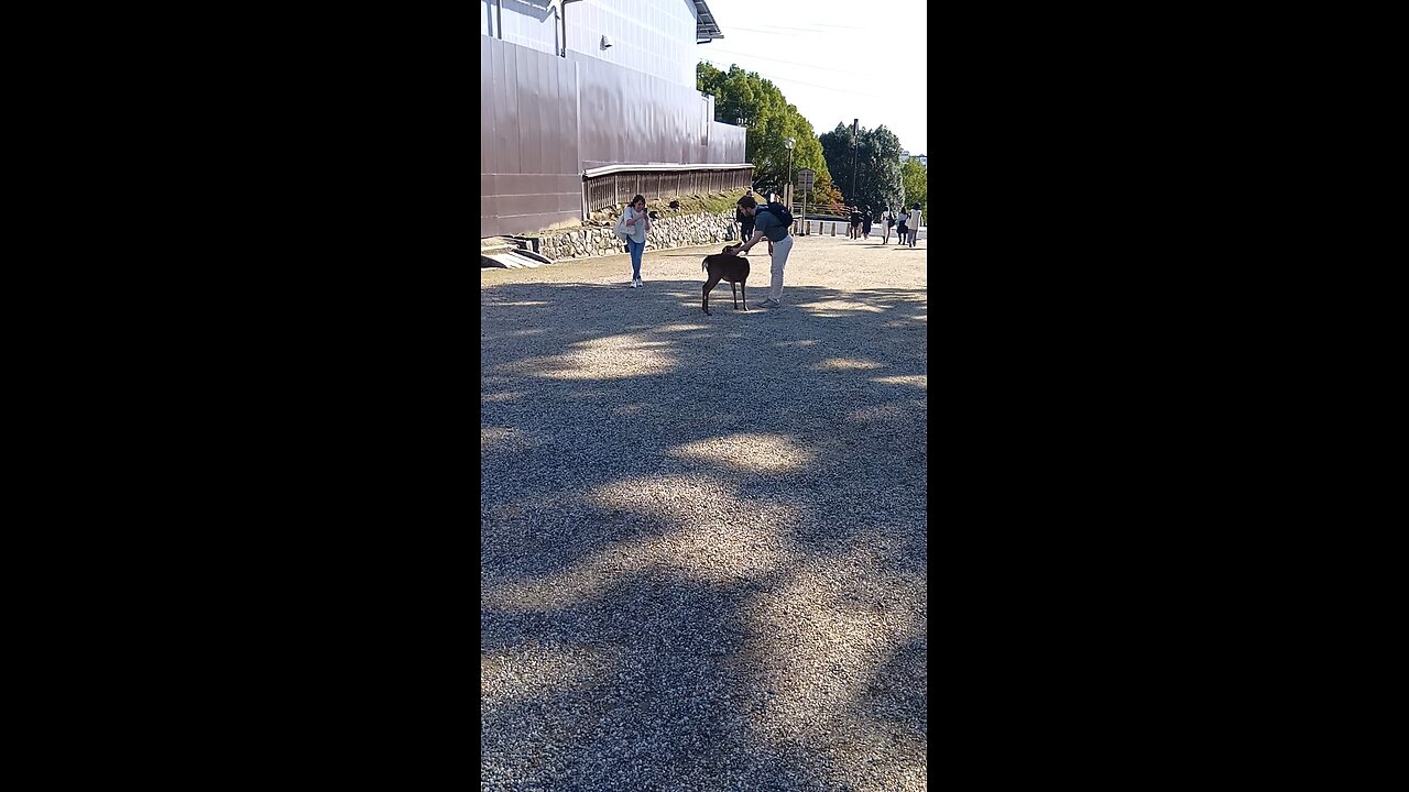 奈良県にいる鹿さんの映像