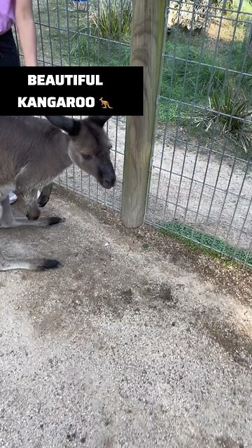 Kangaroo diaries only in Australia 🇦🇺