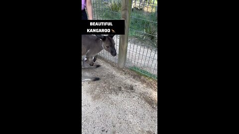 Kangaroo diaries only in Australia 🇦🇺