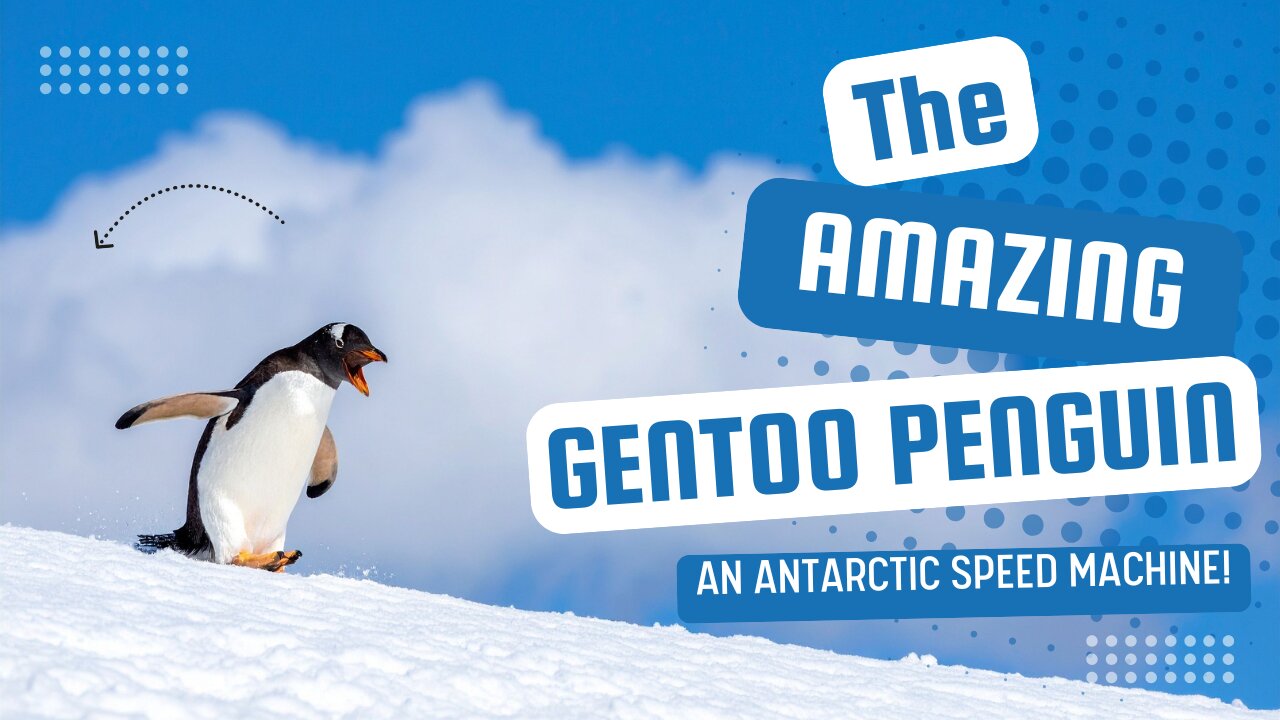 The Amazing Gentoo Penguin — An Antarctic Speed Machine!