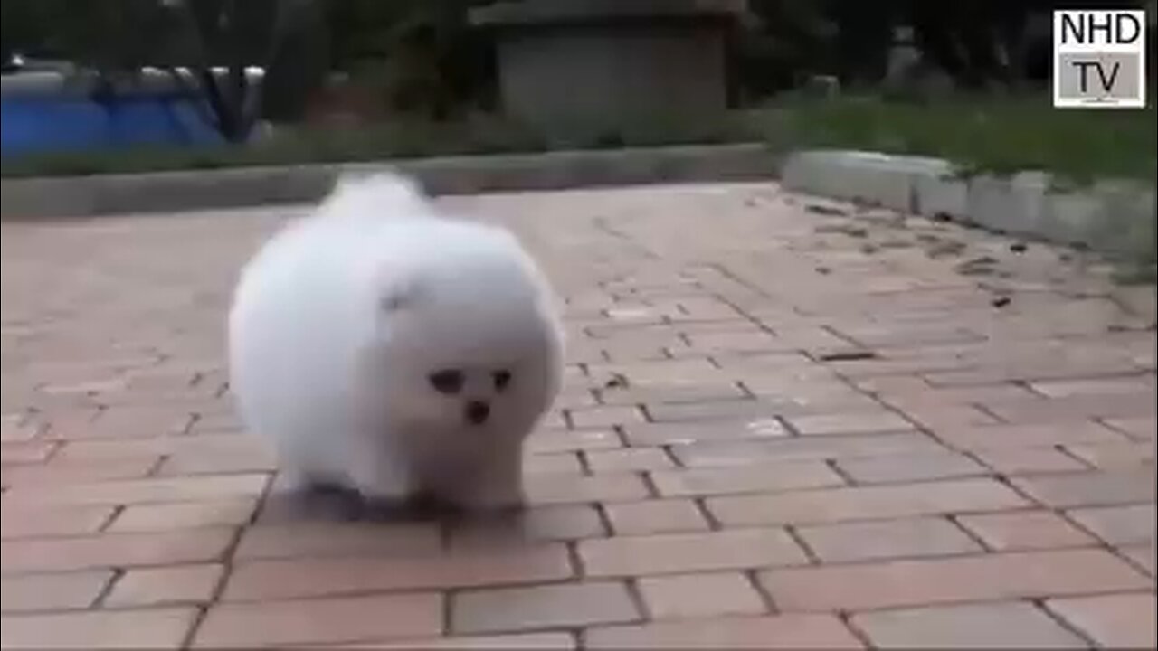 funny dog video