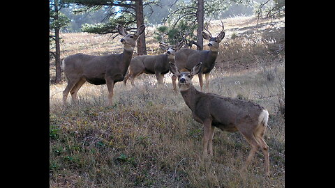 #6. Mark Wisdom - Trail Camera Videos - Eastern Oregon.