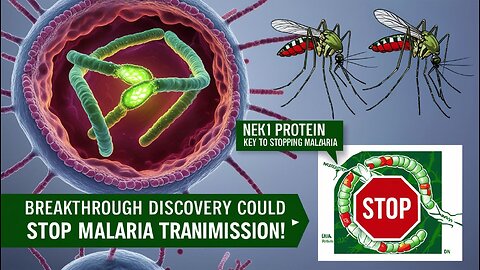 Scientists Uncover Key Protein That Could Stop Malaria Transmission Globally