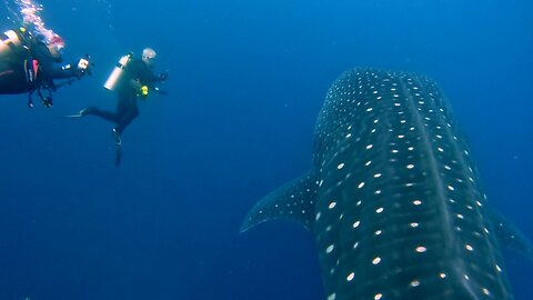 Gigantic Whale Shark Regards Tiny Humans Curiously