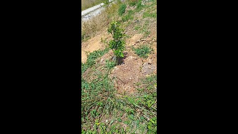 Trees Struggling to Survive Suddenly