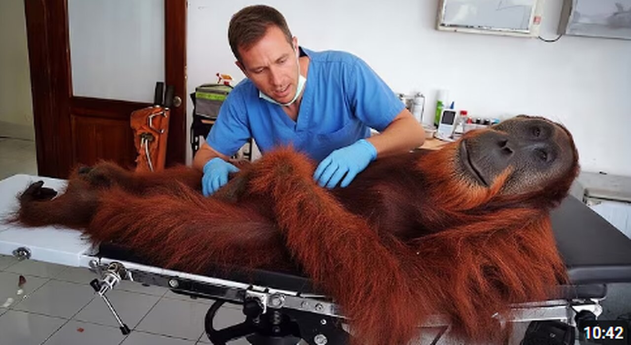 Animals Who Totally Distract Vets During Checkups! 🤣 Funniest ANIMAL Videos