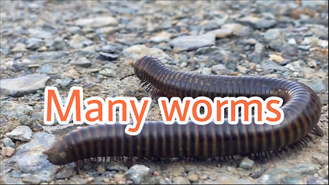 Many worms