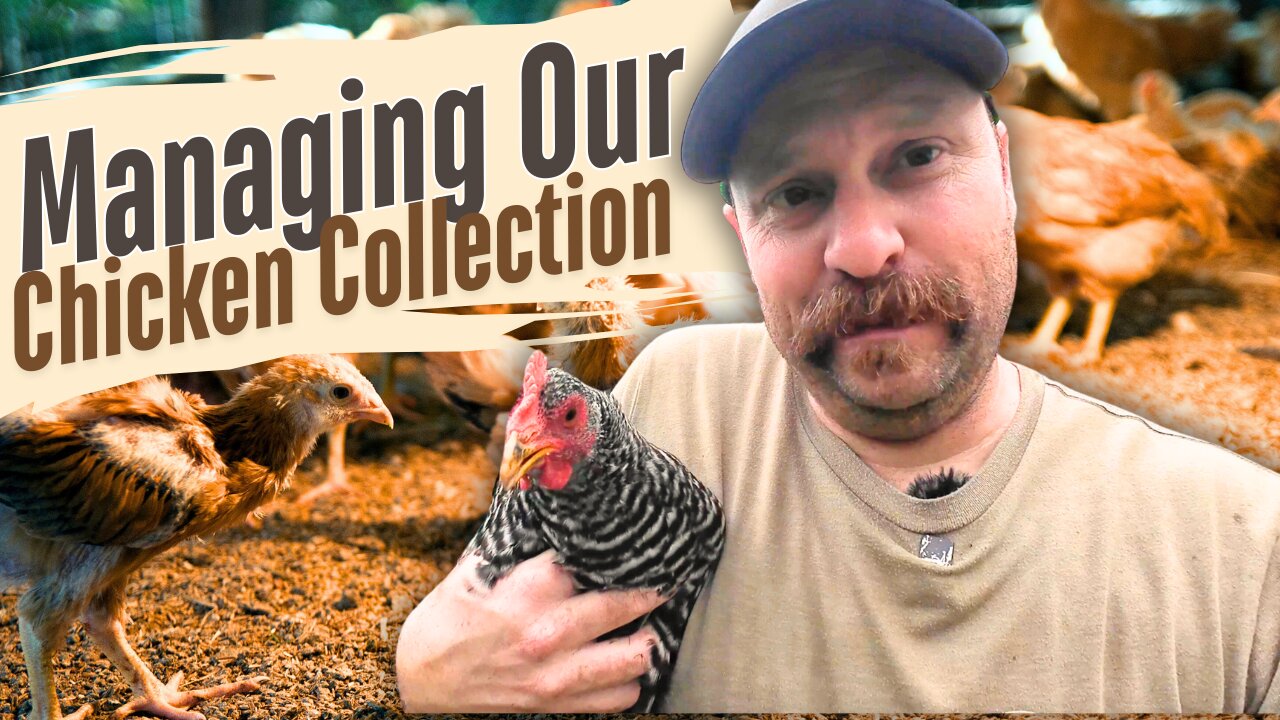 Everything You Need To Know About Managing A Chicken Collection