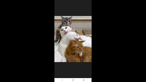 Cute & Adorable Cats – A Heartwarming Compilation of Feline Charm!