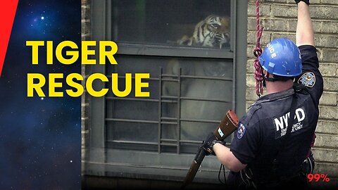 Officer Discovers Massive Tiger in NYC Apartment: Shocking Pet Rescue and Arrest