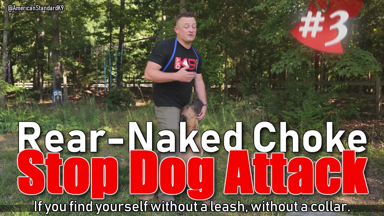Professional recommend Rear-naked Choke to stop dog attack