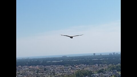 🦅 Walk The Dinosaur - Was (Not Was) 🦅