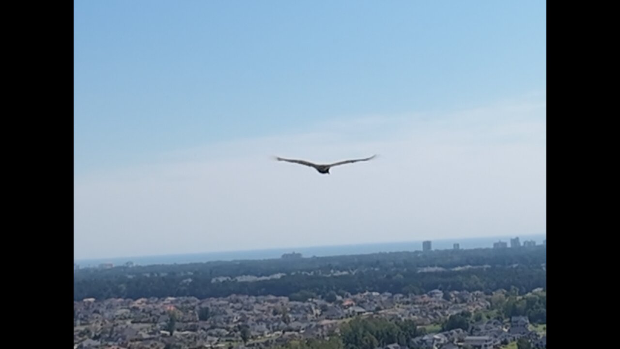 🦅 Walk The Dinosaur - Was (Not Was) 🦅
