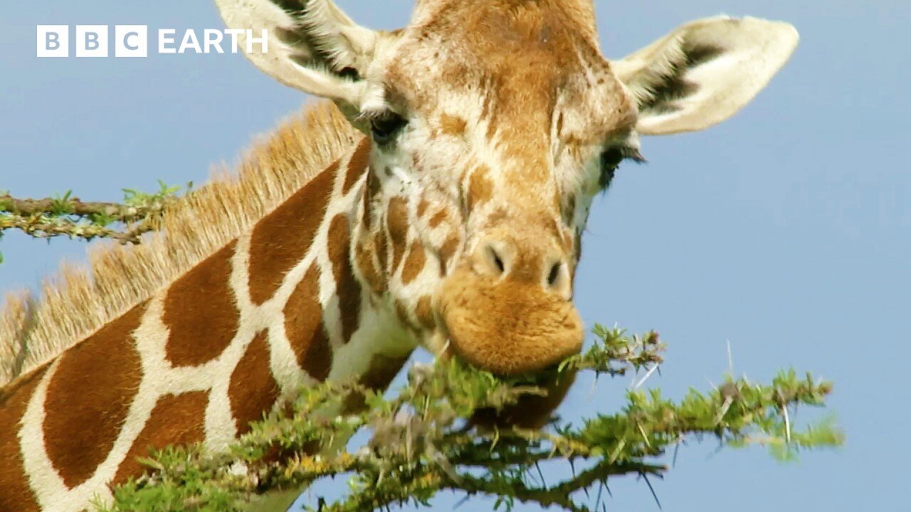 Soothing Animal ASMR on Kenyan Savannah | Animal ASMR | BBC Earth