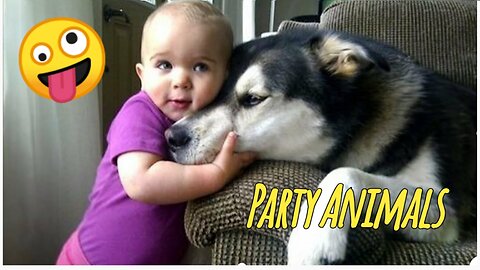 Funny Party Animals videos part 3 - Funny cats/dogs - funny animal