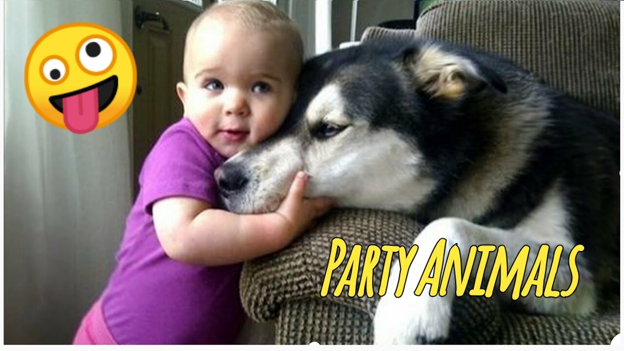 Funny Party Animals videos part 3 - Funny cats/dogs - funny animal