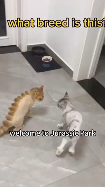 The Jurassic Park Cat