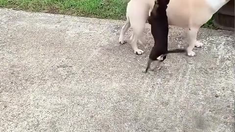 Puppadog Videos