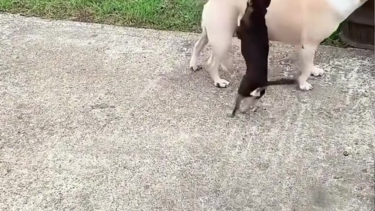 Puppadog Videos