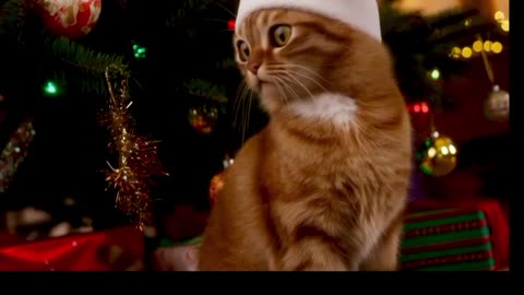 Celebrate Christmas 🎁