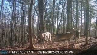 The Woods – 02/17/2026