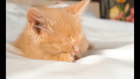 Lord Winter - Gentle