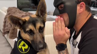 German Shepherd Becomes Batmans Sidekick