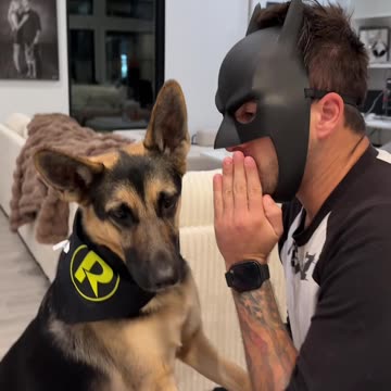 German Shepherd Becomes Batmans Sidekick
