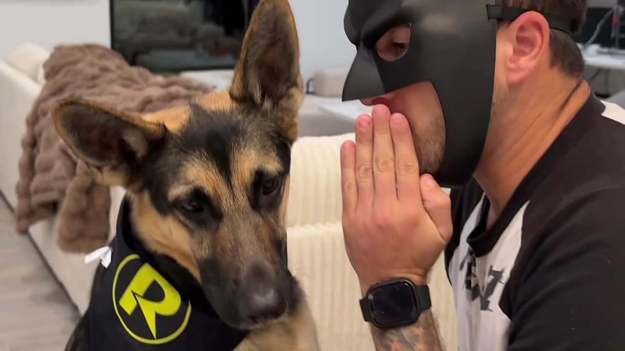 German Shepherd Becomes Batmans Sidekick
