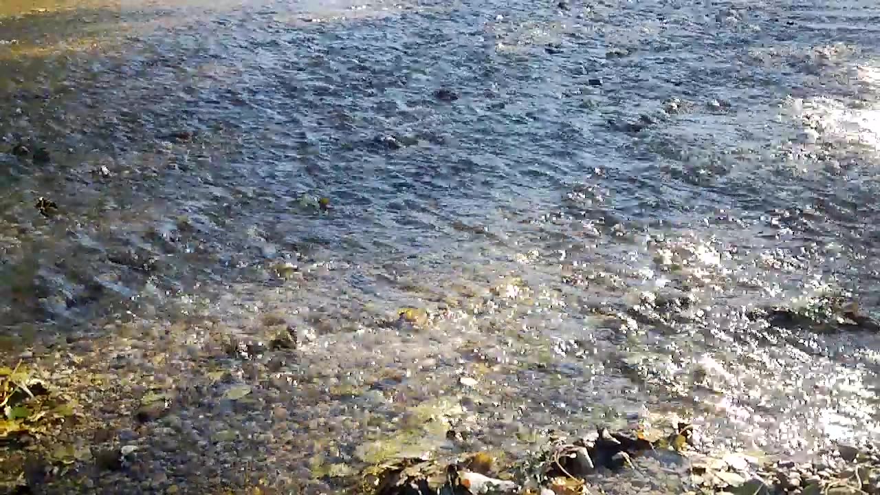 Bach Geräusche (2)