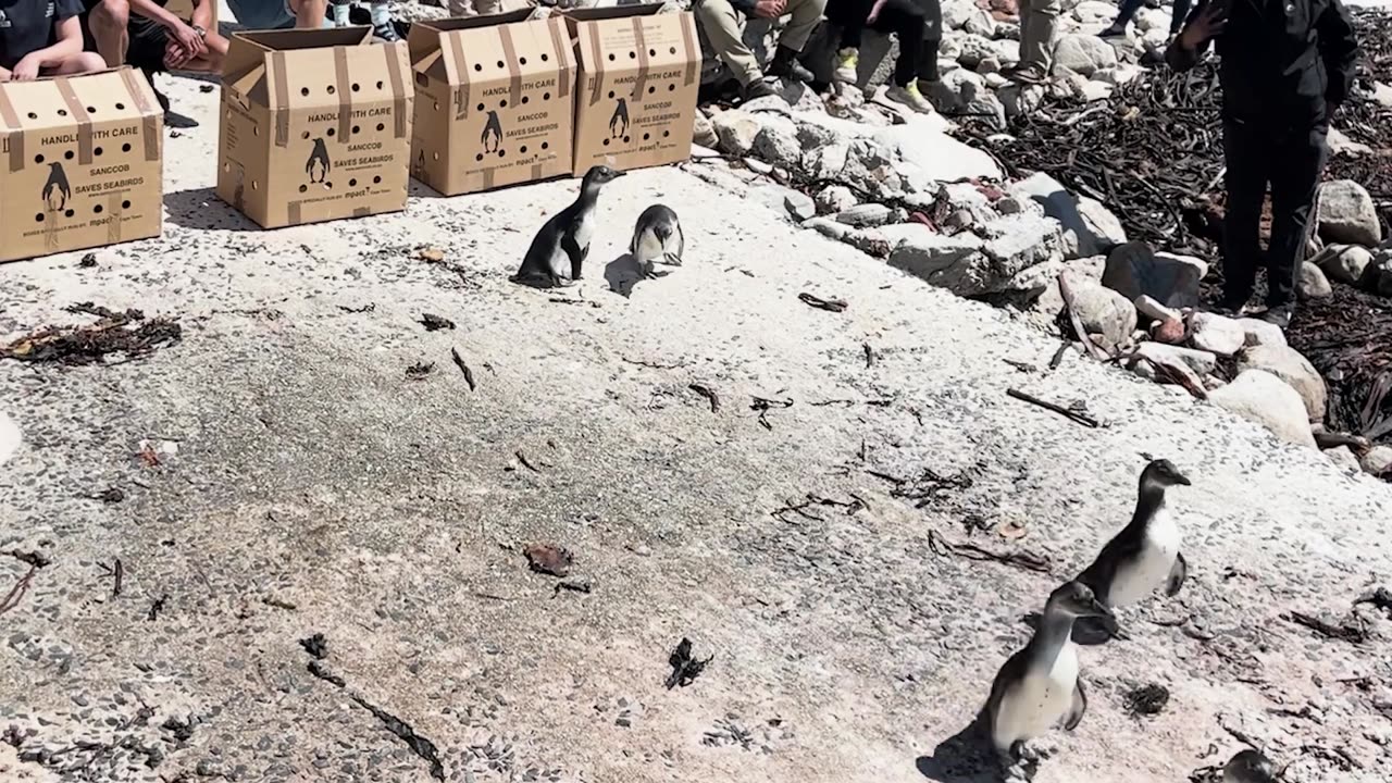 Saving Critically Endangered African Penguins