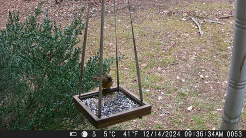 Mrs. Cardinal-2