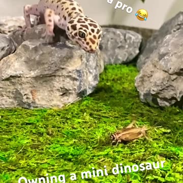OWNING A MINI DINOSAUR