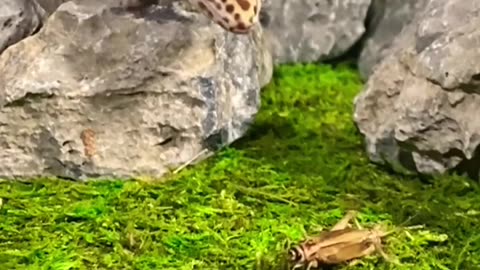 OWNING A MINI DINOSAUR