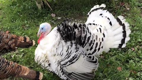 Turkey 🦃 Tails!