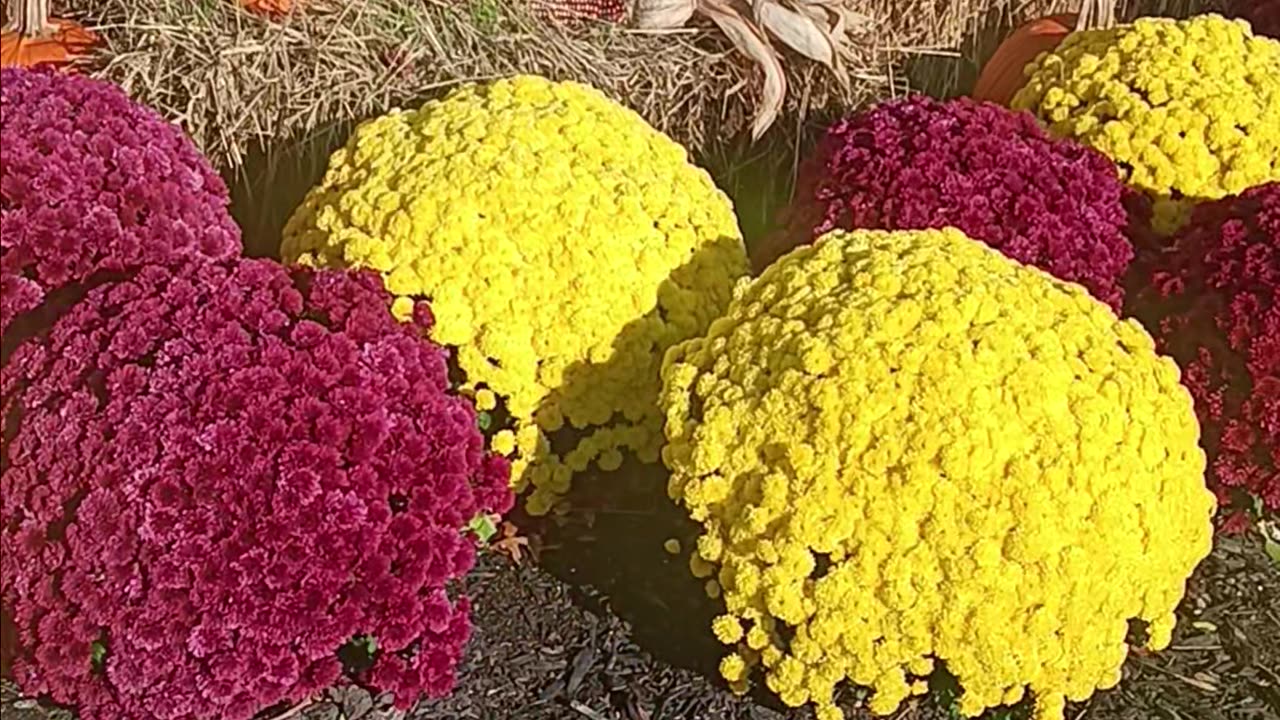 Colorful mums