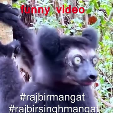 Funny video