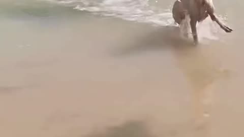 The dog went swimming and ran out